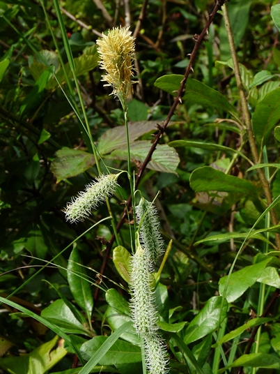 {Carex glaucescens}